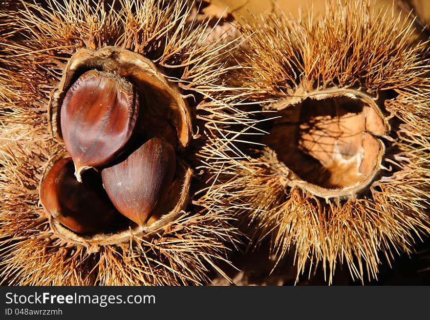 Chestnuts in pods on forest floor, Igualeja, Serrania de Ronda, Malaga Province, Andalusia, Spain. Chestnuts in pods on forest floor, Igualeja, Serrania de Ronda, Malaga Province, Andalusia, Spain.