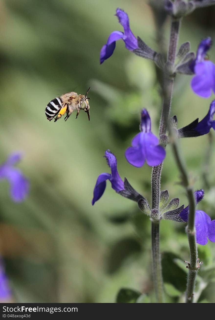 Picture of a Blue Banded Bee (Amegilla) approaching a flower of Salvia chamaedryoides (indigo Blue). The speed and unpredictable movement on the bees make it really hard to catch them in mid flight. These bees (mostly 8-13 mm long), with glittering stripes of blue or whitish hair across their black abdomens.The females build nests in shallow burrows in the ground but they may also nest in mudbrick houses or in soft mortar.