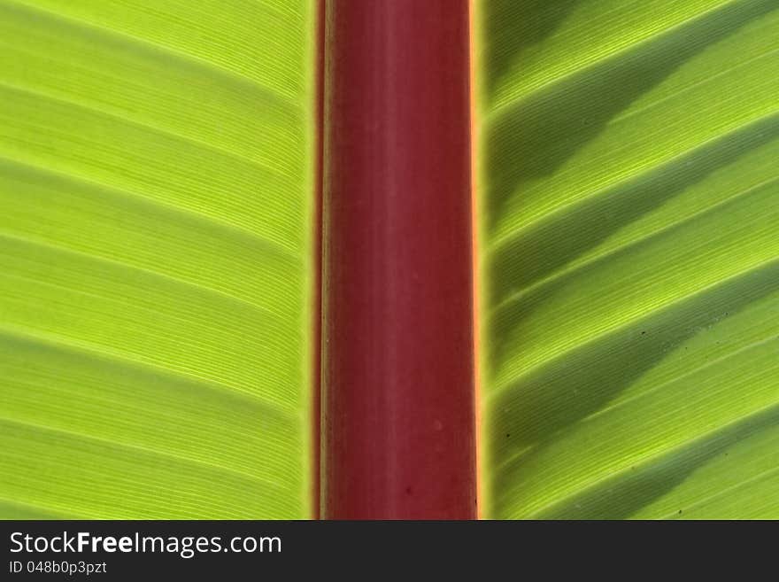 Picture of a banana leaf