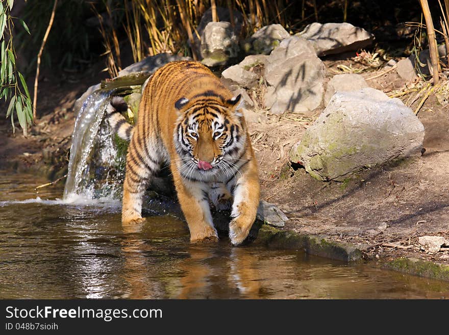 Siberian Tiger