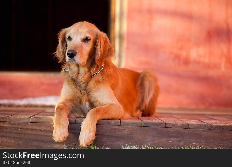 Golden retriever dog