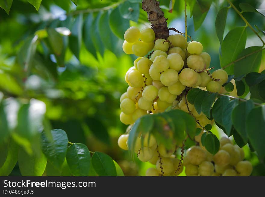 Image of Star Gooseberry On Tree