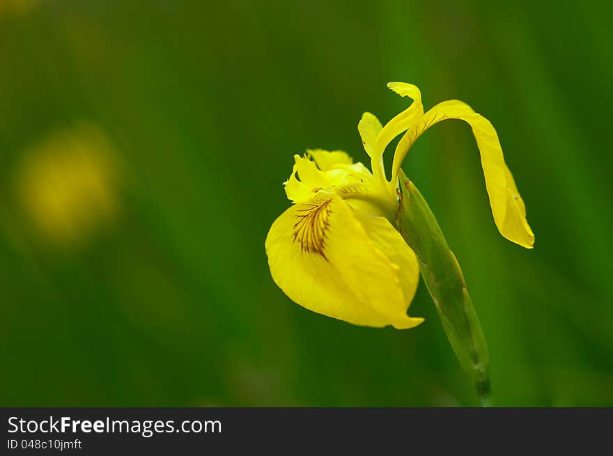 Wild yellow iris - Iris pseudacorus - called Queen of the Swamp.