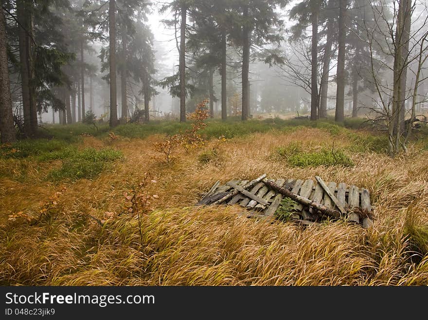 Autumn forest with yellow and green grass, a forest in the Czech Republic, chilly day in the forest with fog, lots of wood in the forest, forest in autumn-cloudy day. Autumn forest with yellow and green grass, a forest in the Czech Republic, chilly day in the forest with fog, lots of wood in the forest, forest in autumn-cloudy day