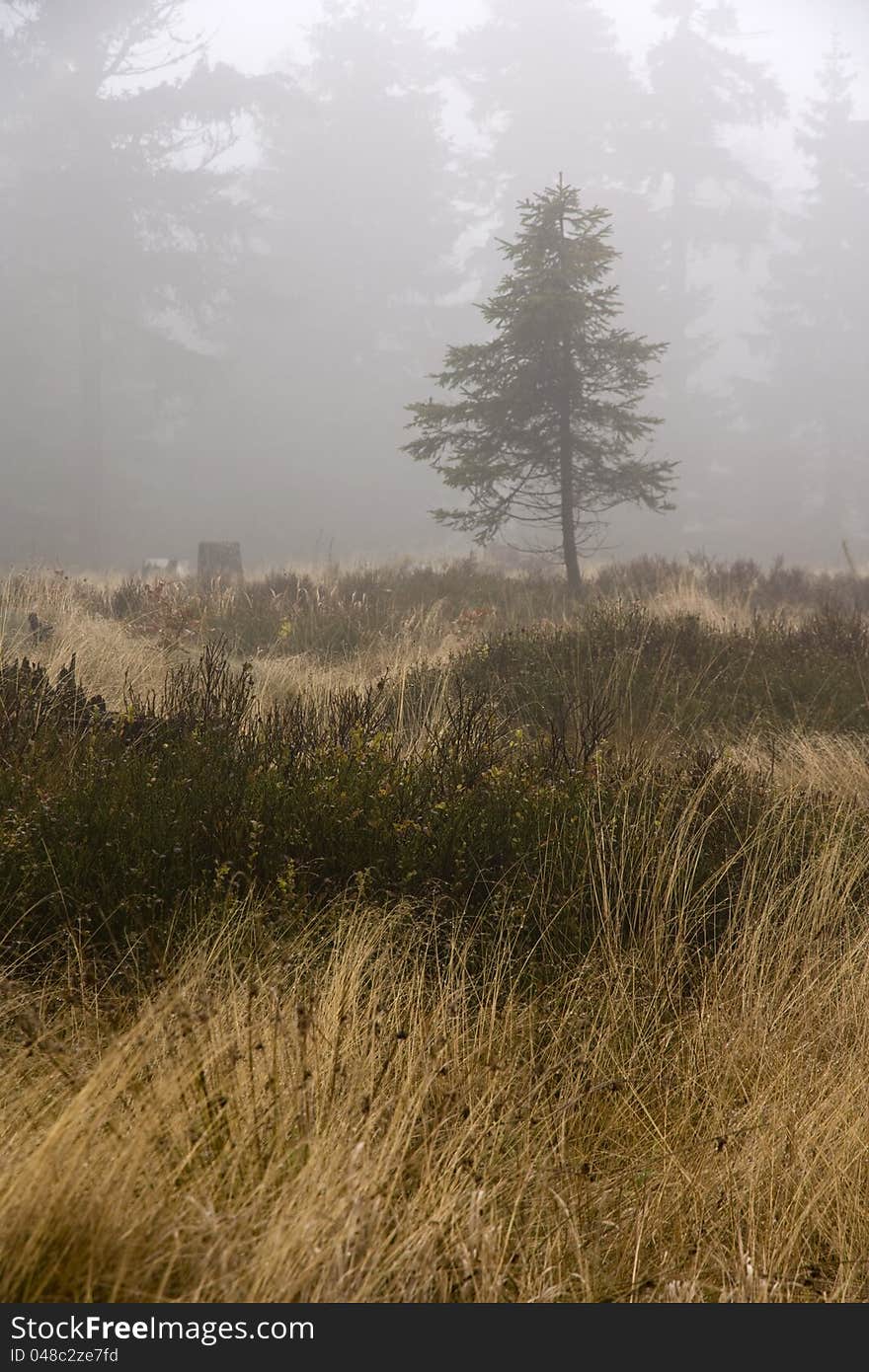 Forest landscape in-cloudy day, the trees in the background fog, meadow with yellow and green grass landscape in the Czech Republic, the tree in detail in the landscape. Forest landscape in-cloudy day, the trees in the background fog, meadow with yellow and green grass landscape in the Czech Republic, the tree in detail in the landscape