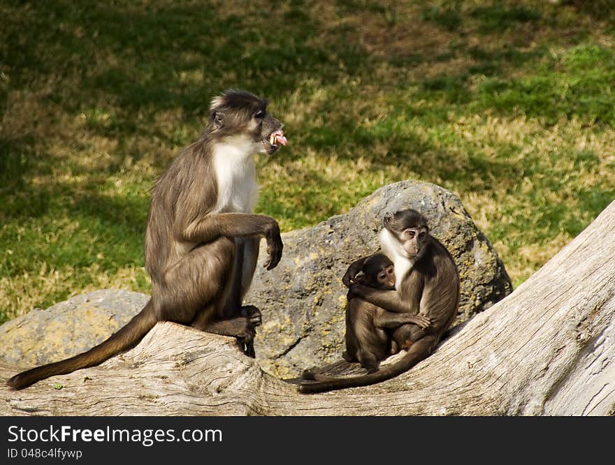 Family of monkeys in the zoo biopark, valencia. Family of monkeys in the zoo biopark, valencia