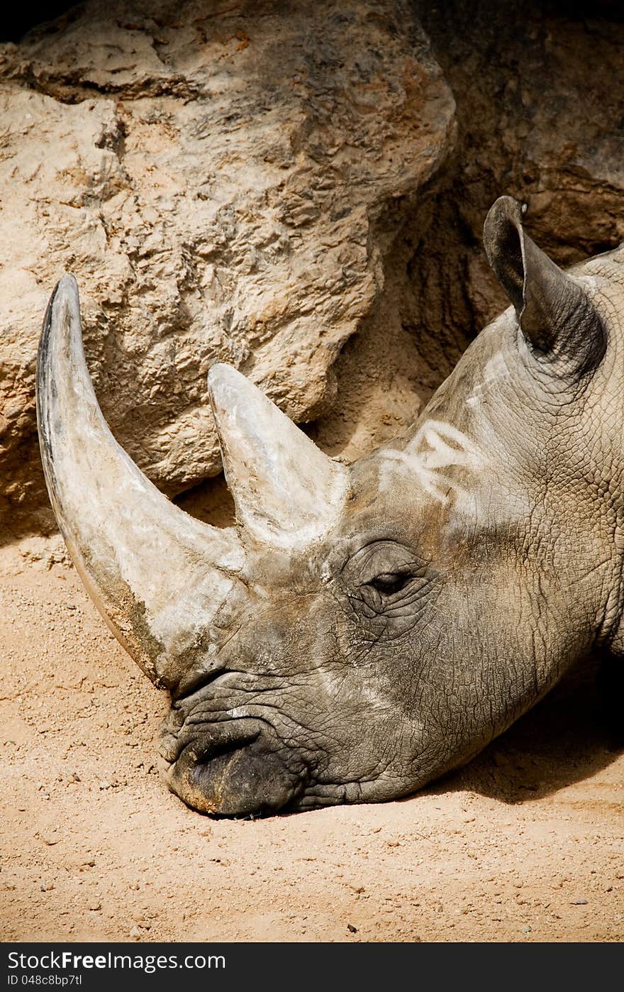 Rhinoceros