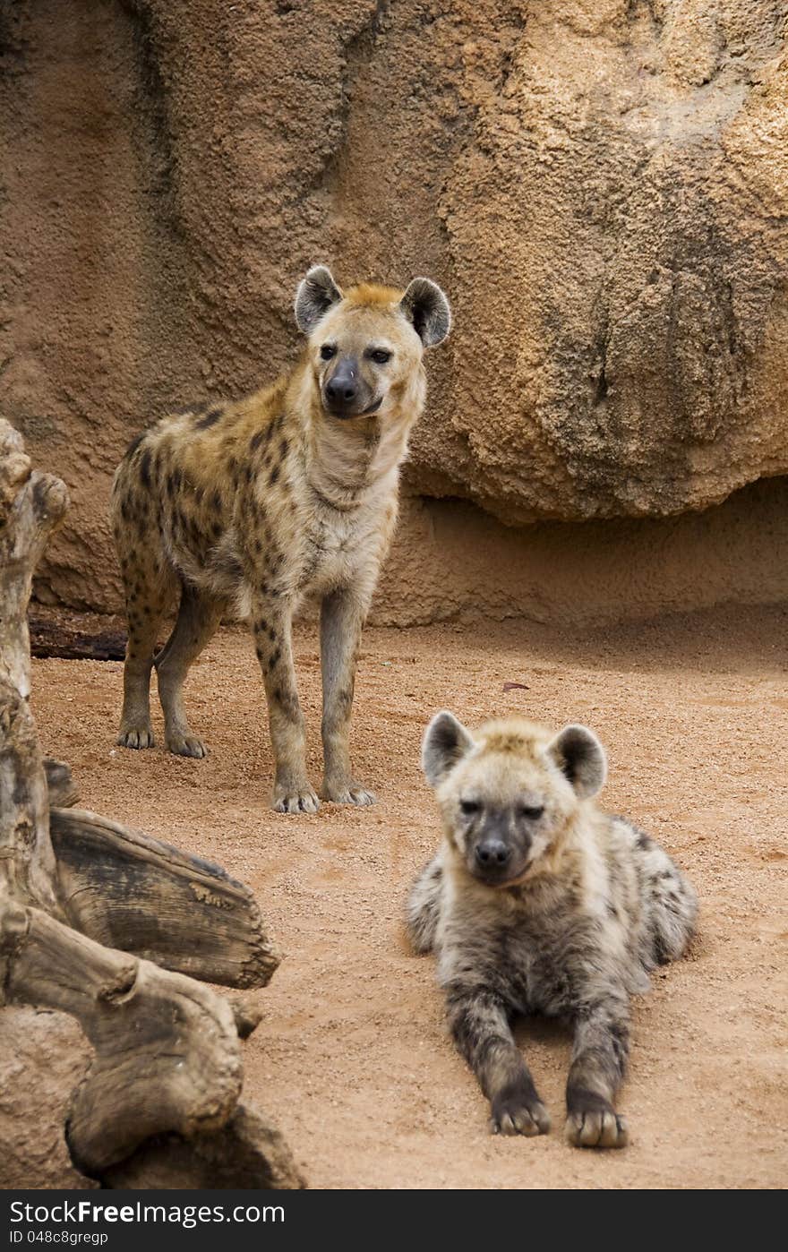 Hyena mother and cub in the valencia zoo - biopark