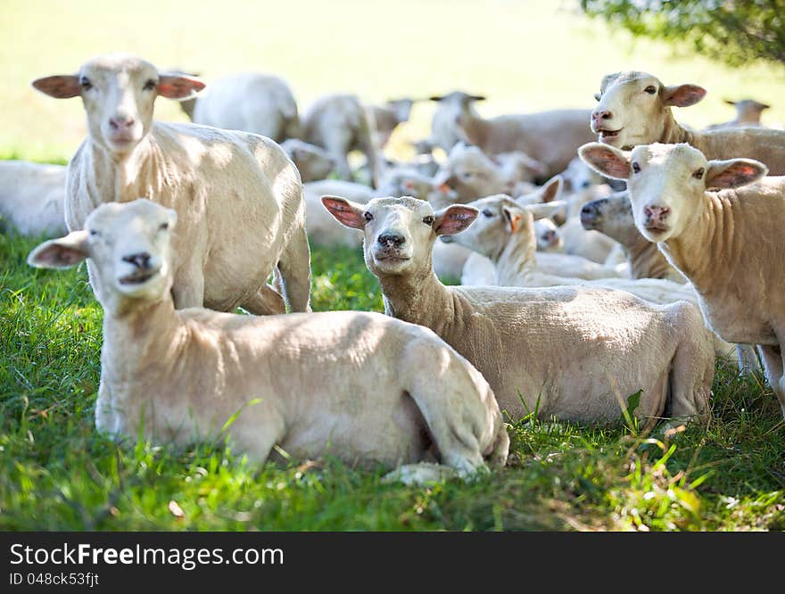 Sheeps rests on the shadow field