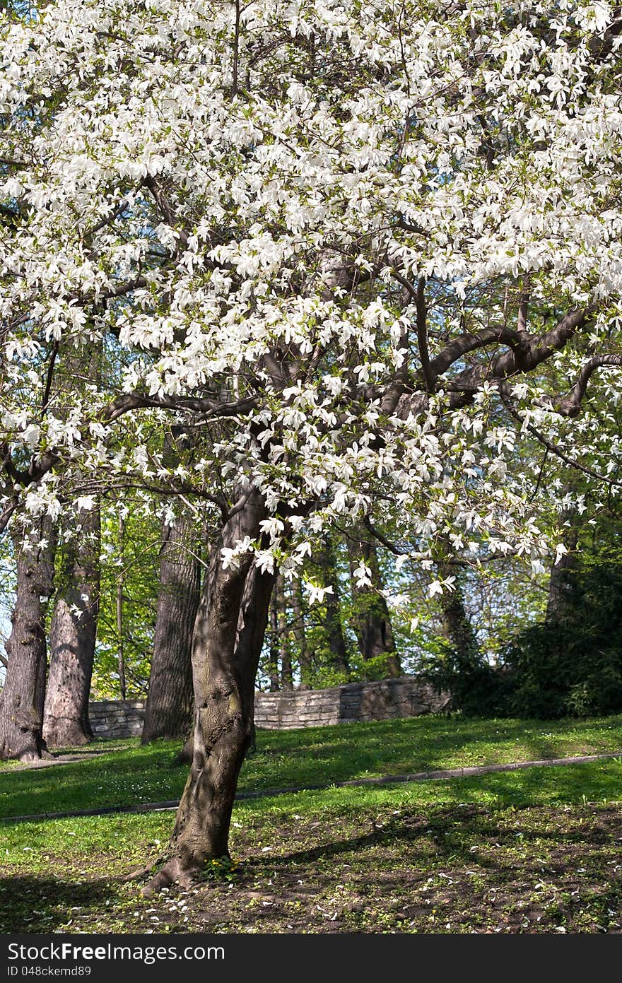 Magnolia tree in full bloom, spring