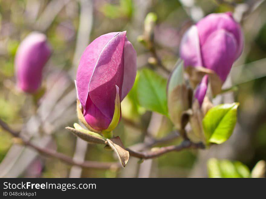 Close-up of color magnolia flower