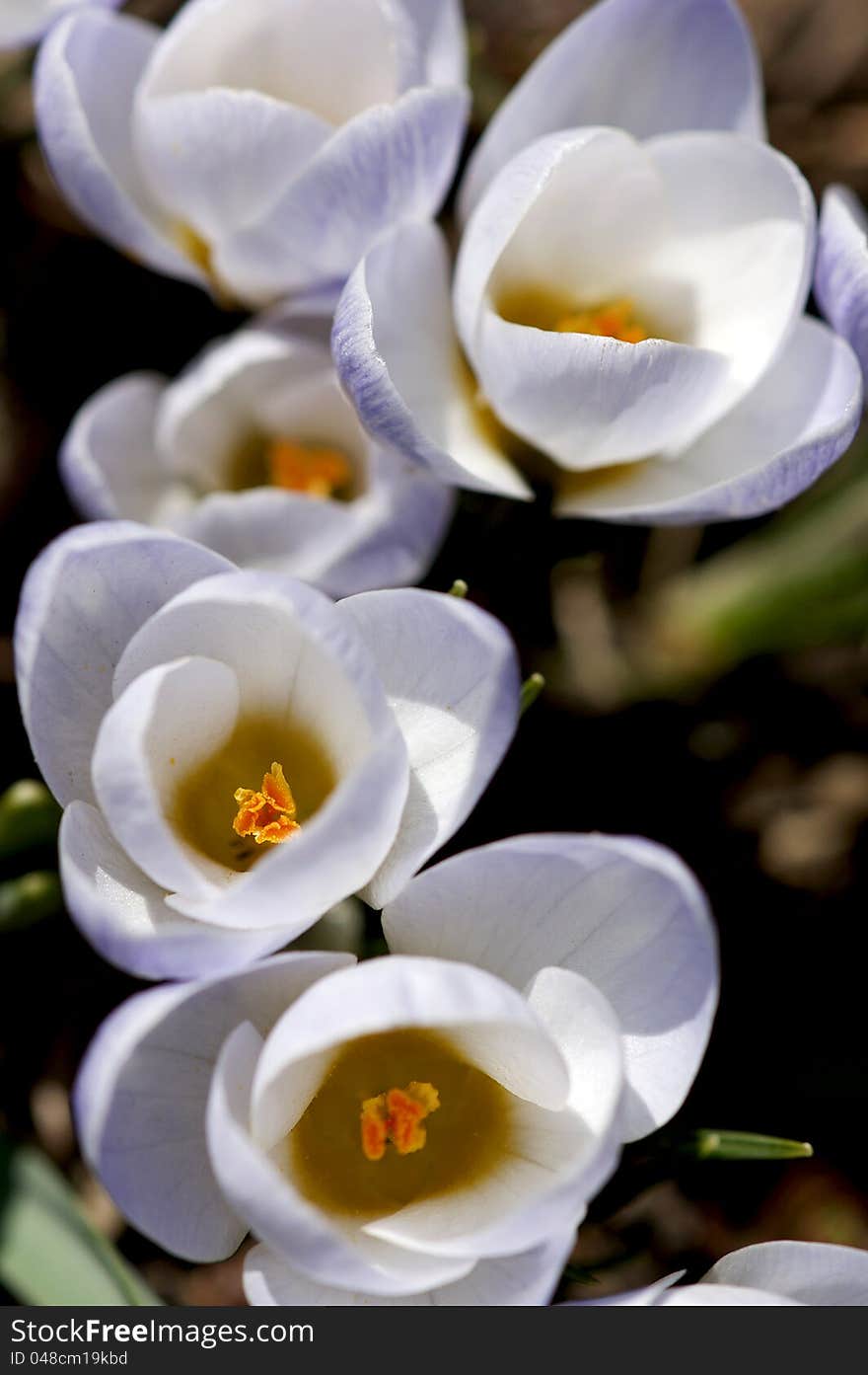 Delicate crocuses appear in early spring - delighting North American gardeners weary of the long winter months. Delicate crocuses appear in early spring - delighting North American gardeners weary of the long winter months.