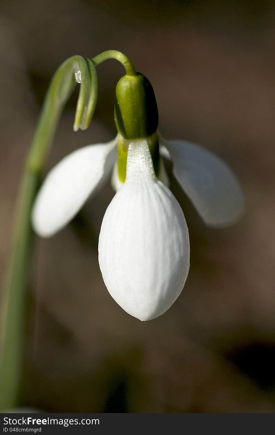 The appearance of the perennial bulb commonly known as a snowdrop in Canadian gardens is a sure sign of spring in Canada.
Snowdrops take full sun to partial shade. Grow them in well-drained soil that has plenty of humus. Galanthus nivalis is a good choice for an area with dry shade. The appearance of the perennial bulb commonly known as a snowdrop in Canadian gardens is a sure sign of spring in Canada.
Snowdrops take full sun to partial shade. Grow them in well-drained soil that has plenty of humus. Galanthus nivalis is a good choice for an area with dry shade.