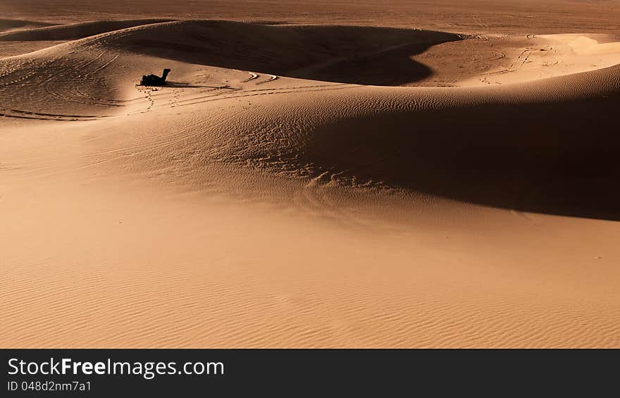 Sand dunes with camel, Morocco