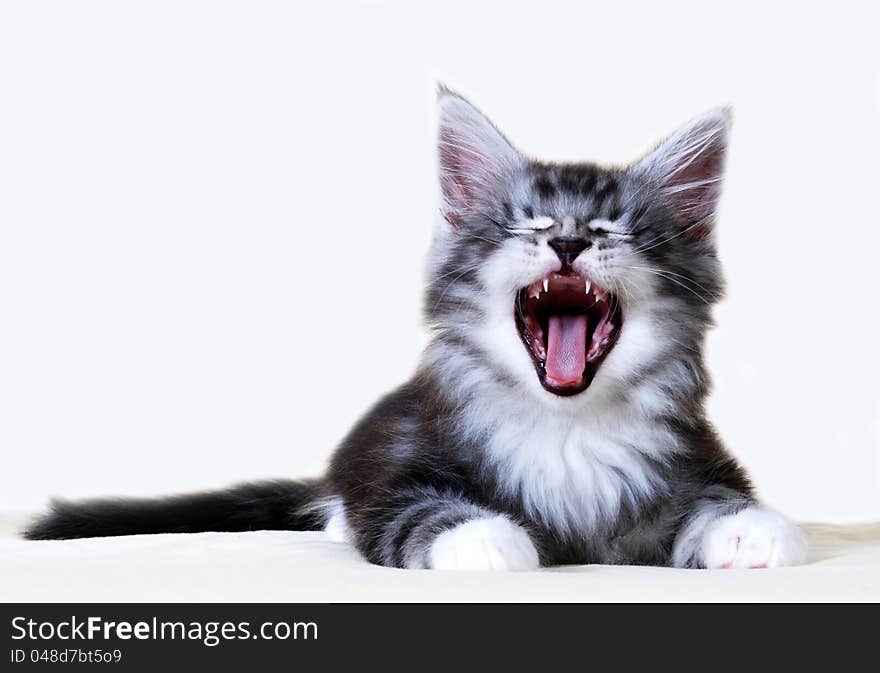 Maine Coon kitten, classic brown tabby