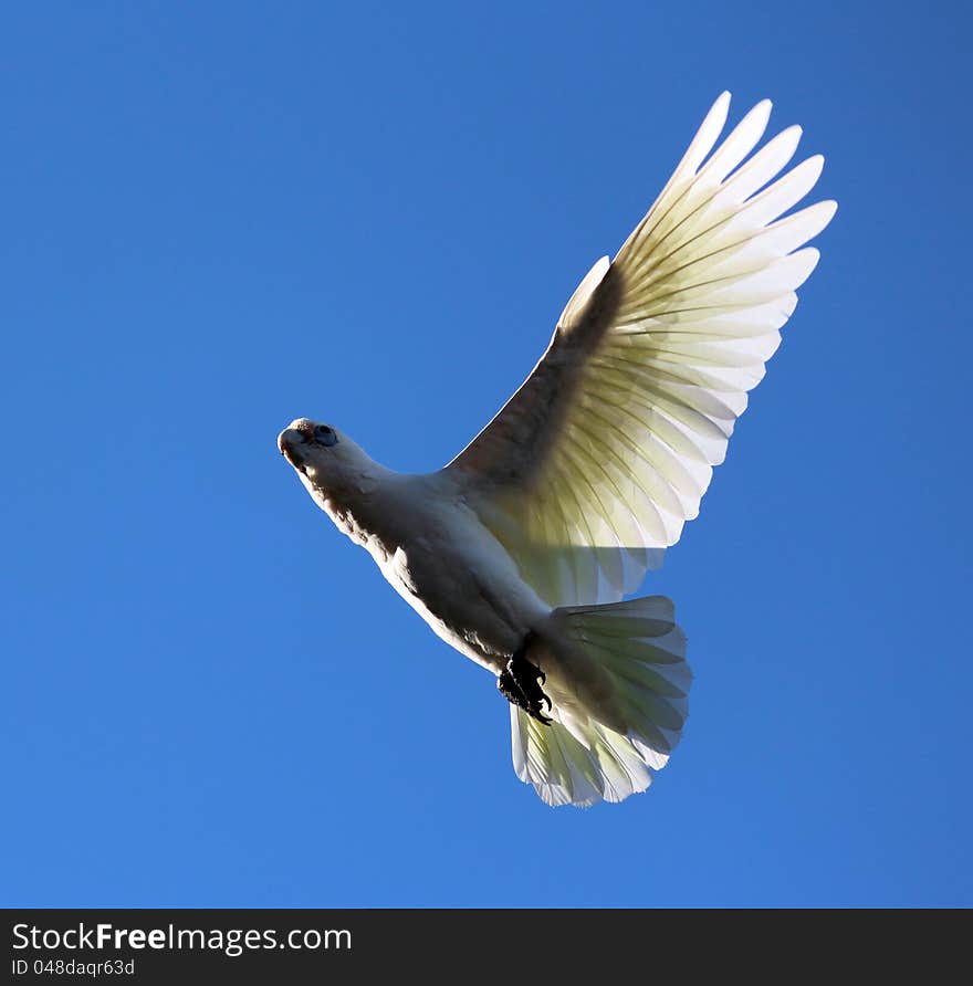 A blue eyed Corella descends from a tree where it has been feeding , with its wings upstretched and its feet tucked neatly underneath its white and yellow feathered body. A blue eyed Corella descends from a tree where it has been feeding , with its wings upstretched and its feet tucked neatly underneath its white and yellow feathered body.