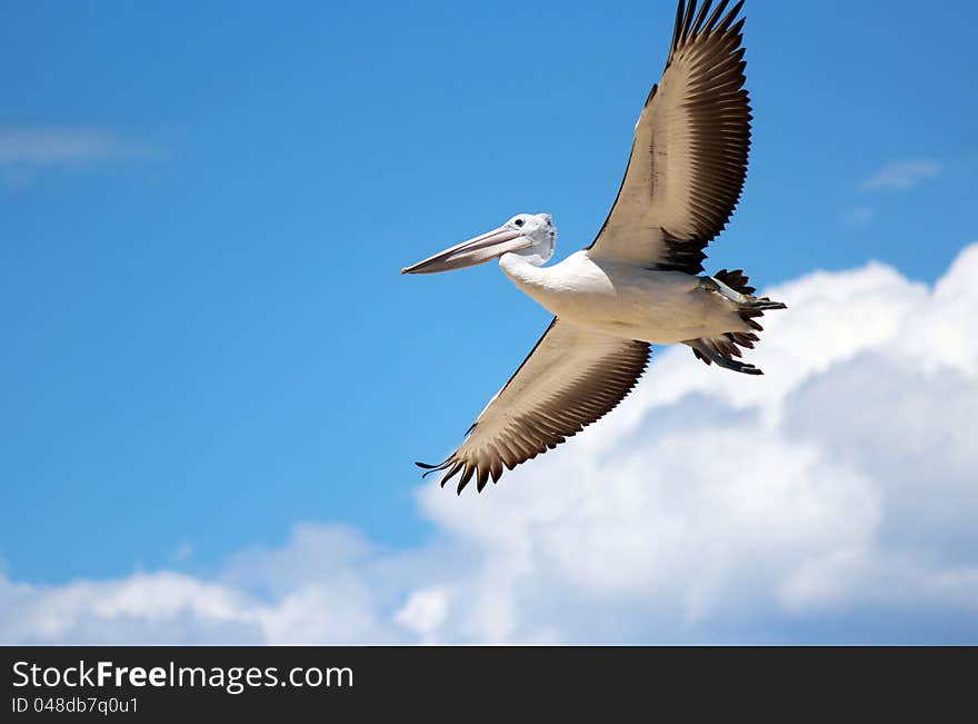 A pelican flies across a field on its way to a wetland where it will use its massive pink bill to catch and swallow a meal of fish. It is a majestic sight with its black tipped wings fully stretched. A pelican flies across a field on its way to a wetland where it will use its massive pink bill to catch and swallow a meal of fish. It is a majestic sight with its black tipped wings fully stretched.