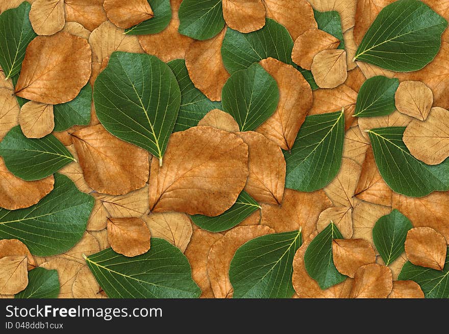 Green and brown leaf background