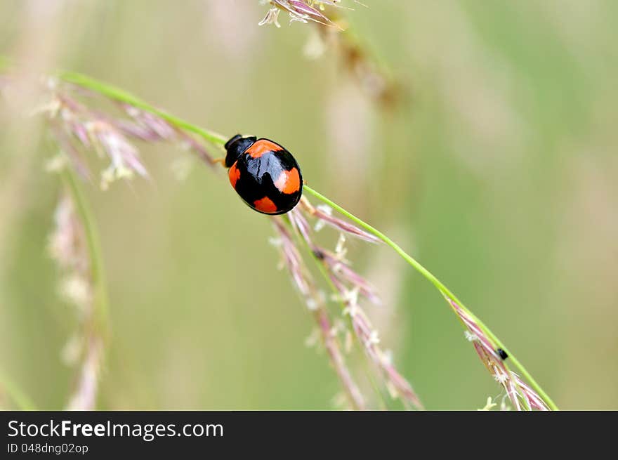 Ladybug