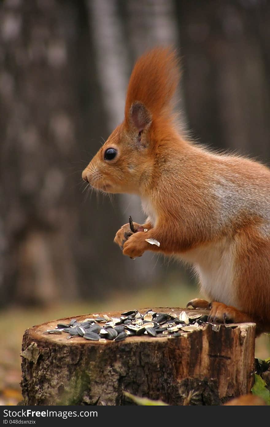 Squirrel (sciurus vulgaris) sitting on stump, eating seeds and looking carefully. Squirrel (sciurus vulgaris) sitting on stump, eating seeds and looking carefully.