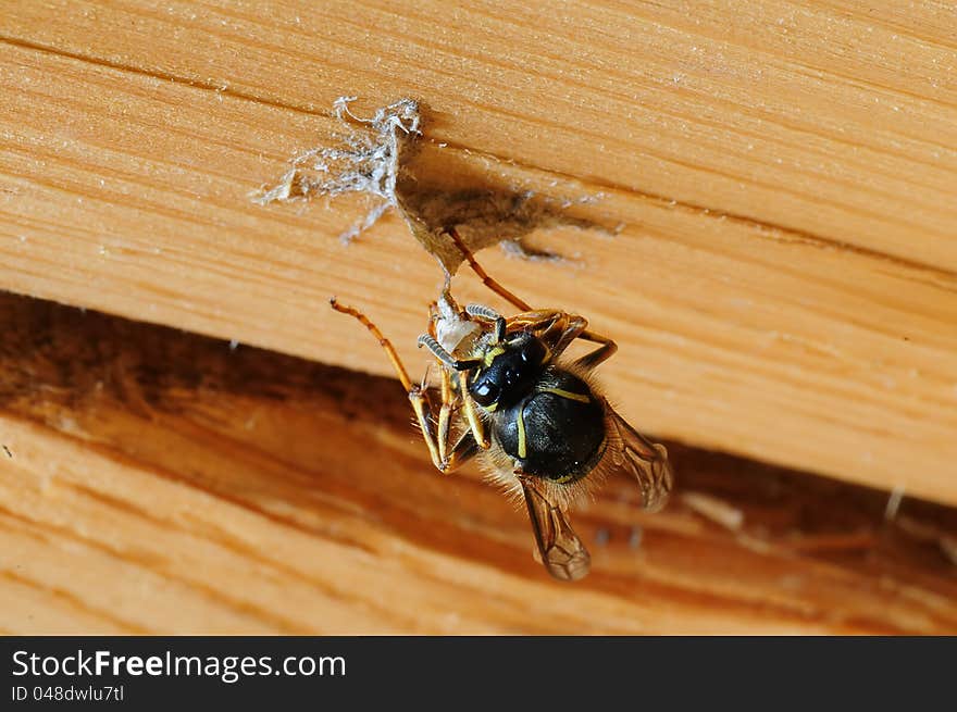 Wasp building nest  high resolution macro close-up