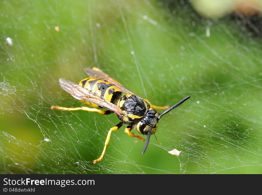 Wasp