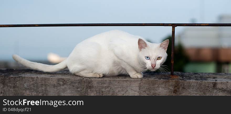 White Cat