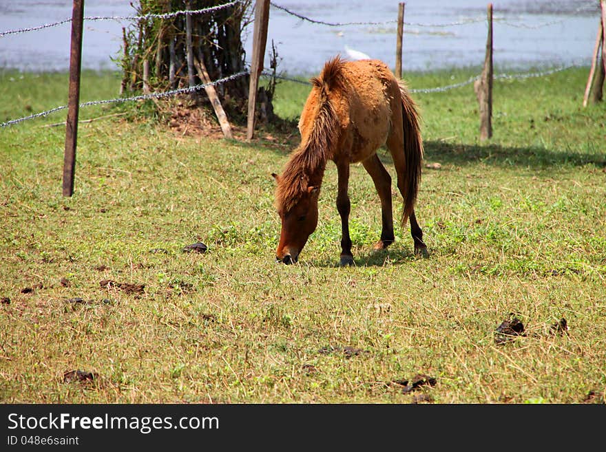 A horse is in country grass field