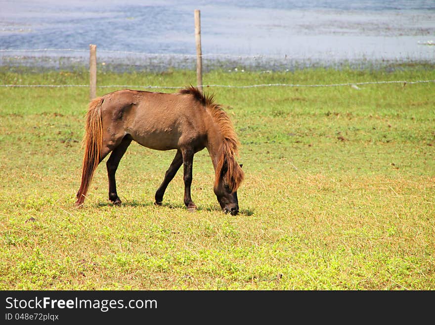 A horse is in country grass field