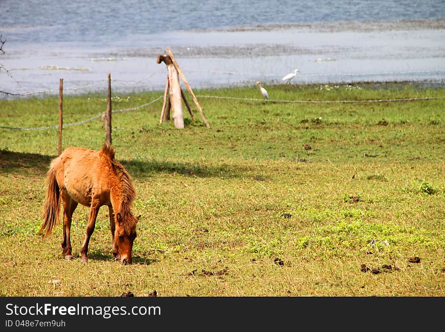 A horse is in country grass field