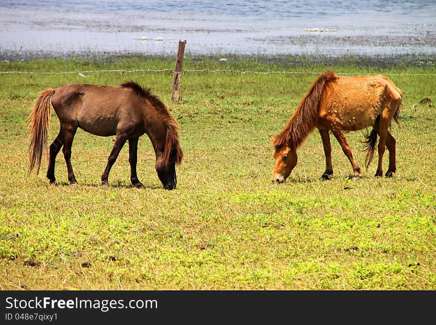 Two horses are in country grass field