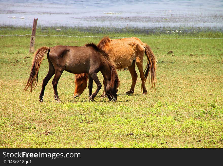 Two horses are in country grass field