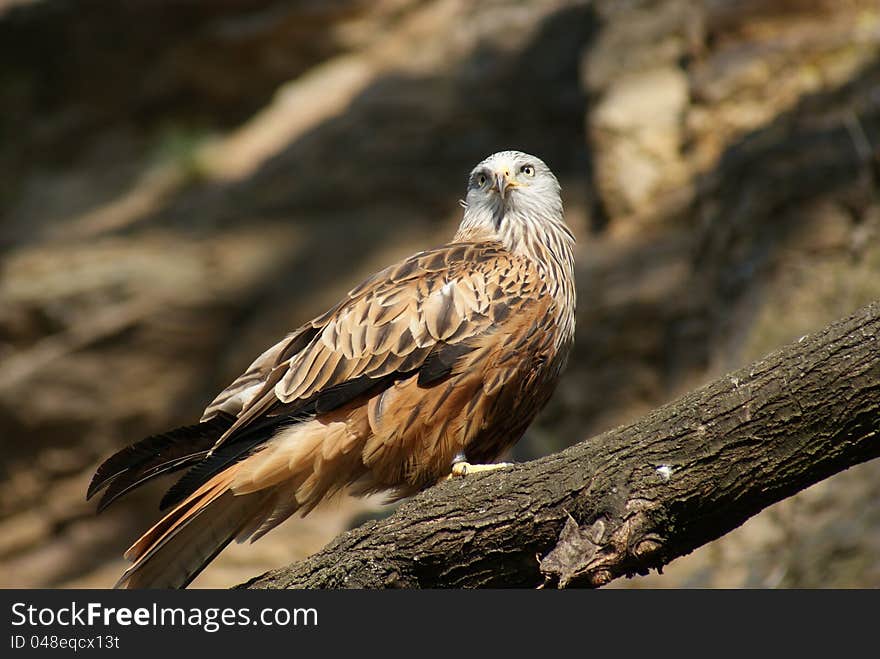 Detail of red kite on a tree and rock