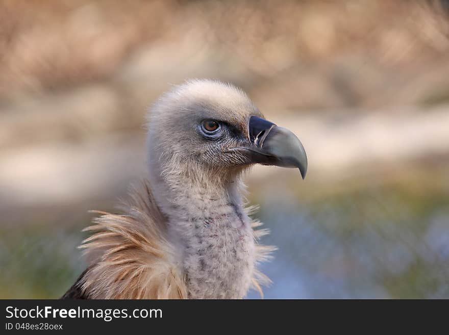 Half portrait of a griffon vulture, Gyps fulvus,