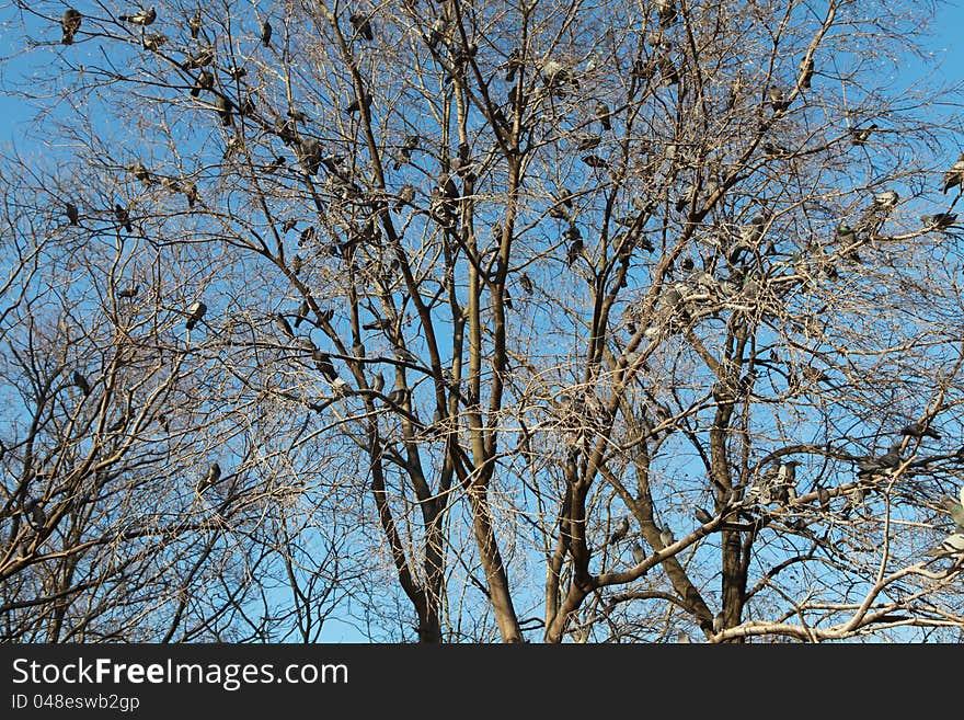 Pigeon On The Tree