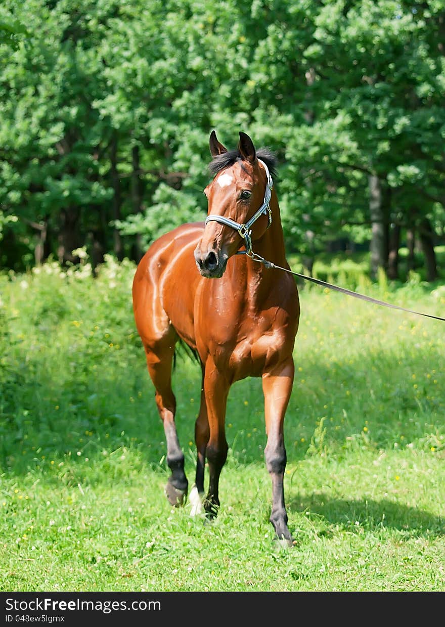 Beautiful bay sportive  mare in move