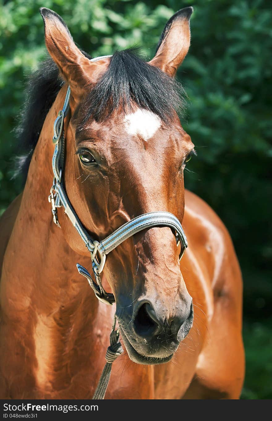 Portrait of beautiful relax  sportive  mare