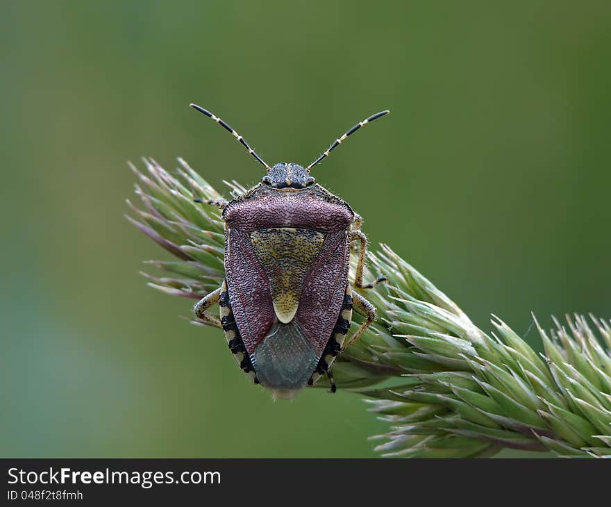 Sloe bug