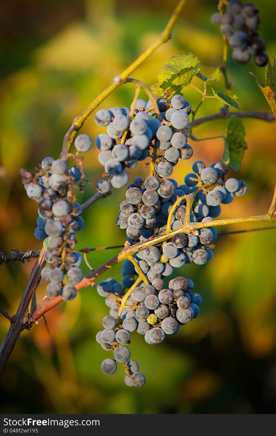 Red bunches of grape in the vineyard before the harvest. Red bunches of grape in the vineyard before the harvest.