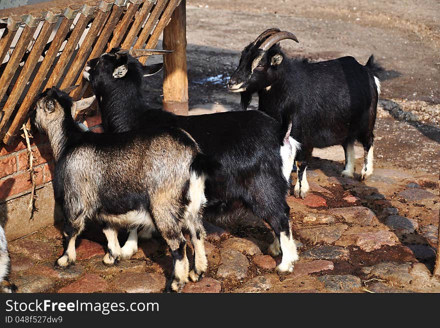 Goats feeding in a farm