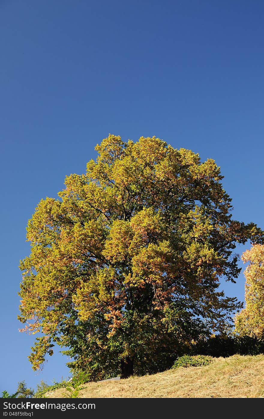 Autumn tree on clear blue sky