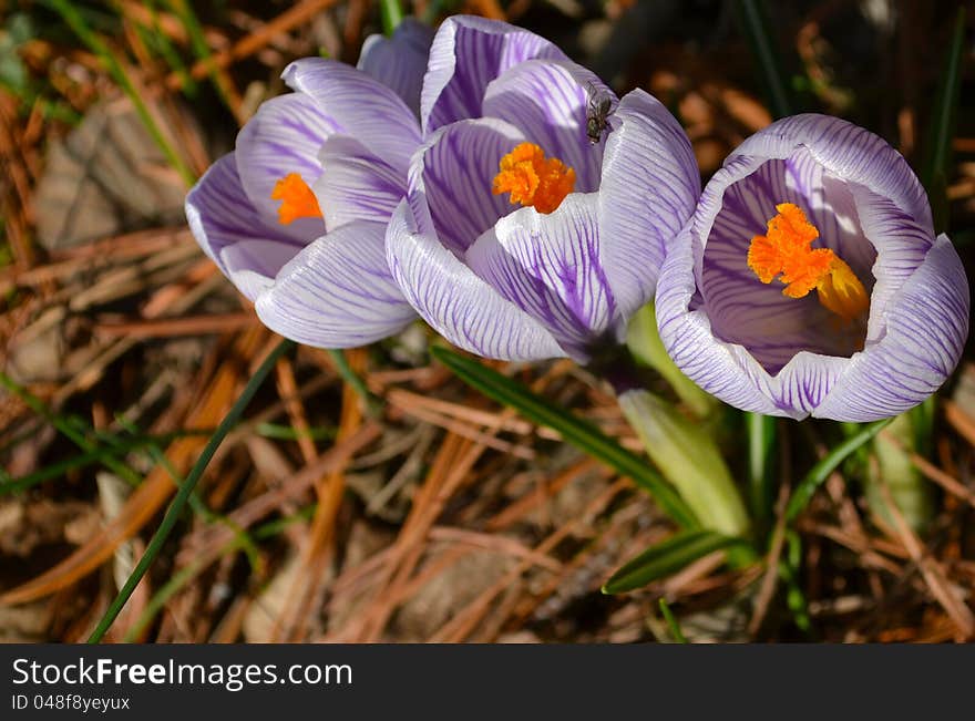 Purple and white common crocus in bloom