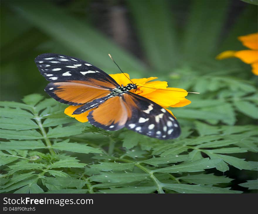 Tiger Longwing Butterfly