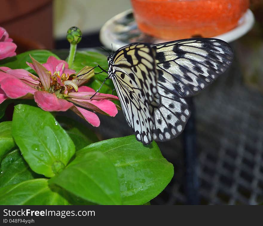 Beautiful white tree nymph butterfly on flower