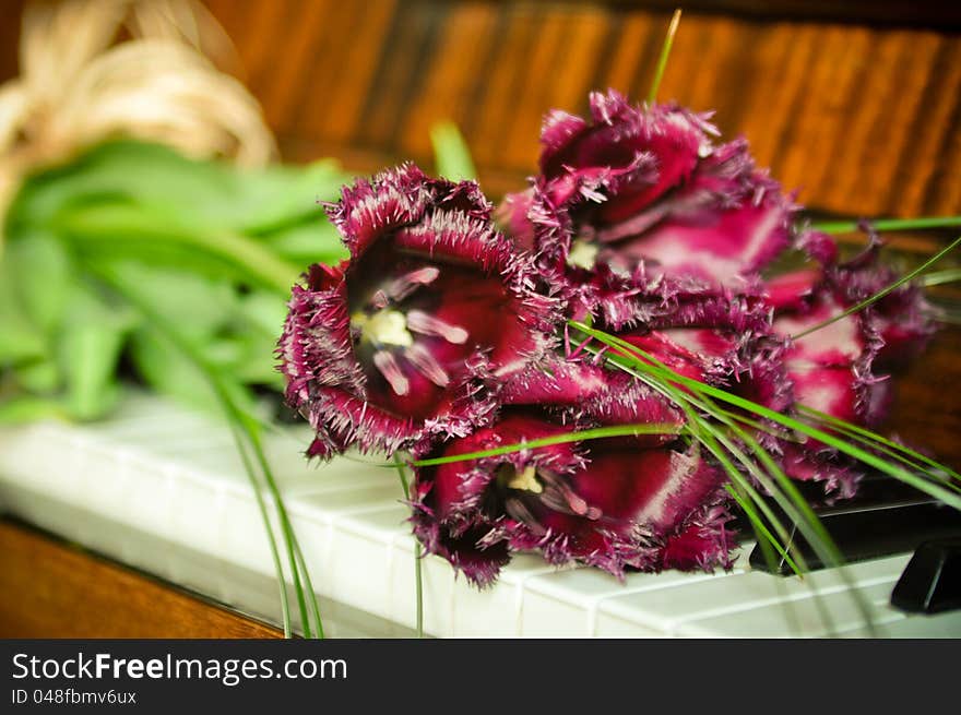 Beautiful tulips on the piano keyboard