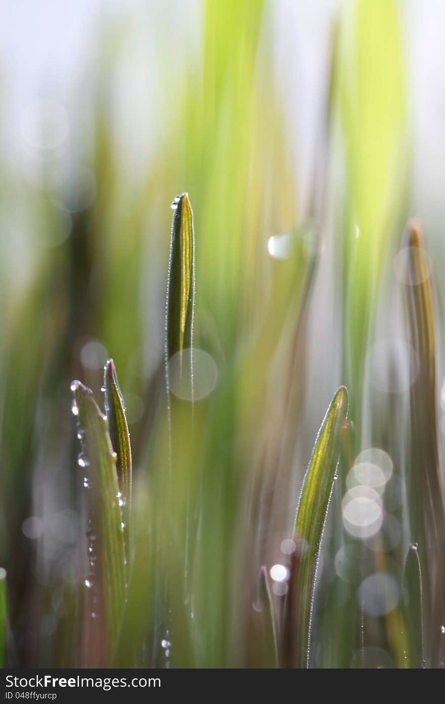 Green Sprouting Rye in sun light