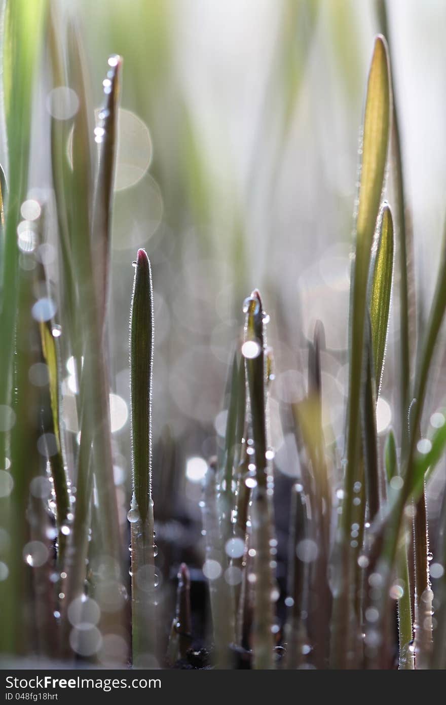 Green Sprouting Rye