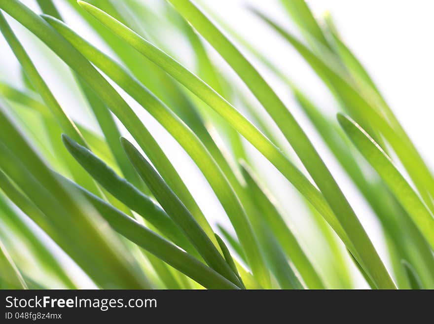 Green onions on a young white background.