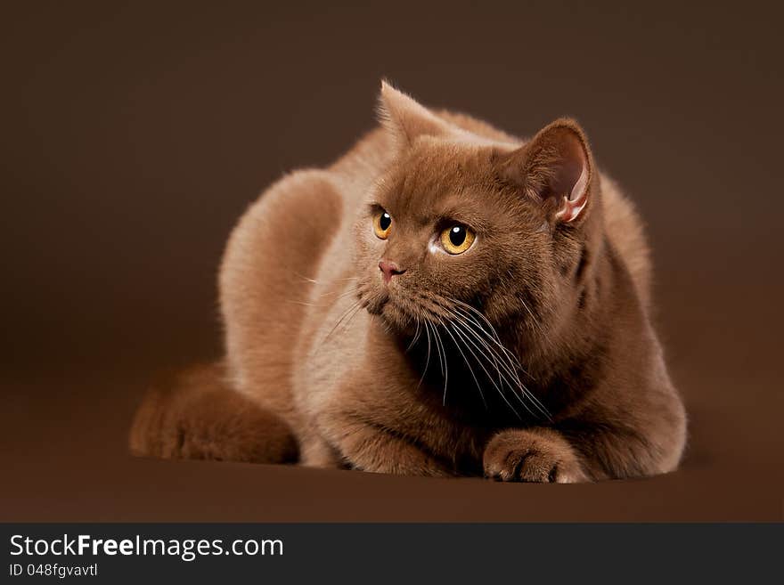 British cat on dark brown background