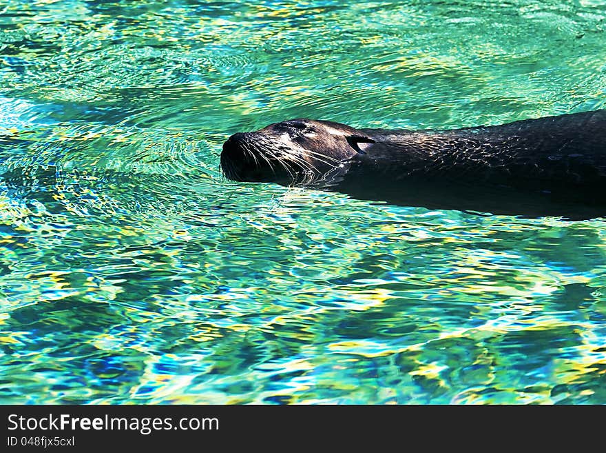 Sea-lion swims in turquoise water